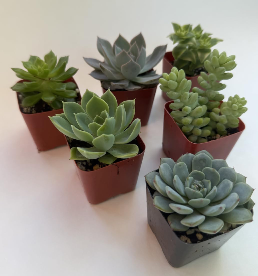 Live Succulent Plants, 2 Inch Mini Potted Assorted Varieties, Indoor Garden Collection (12)