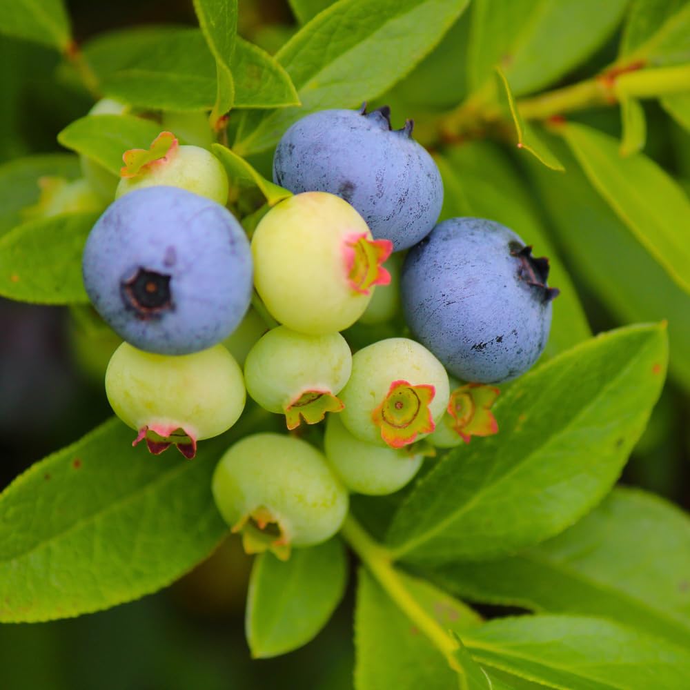 Set 3 Southern Highbush Blueberry Tree Plants Live 1 to 2 Year Old, Blueberry Fruit Tree Live Plant, Blueberry Bush, Blueberries Plants Live for Planting Outdoor Garden Perennial