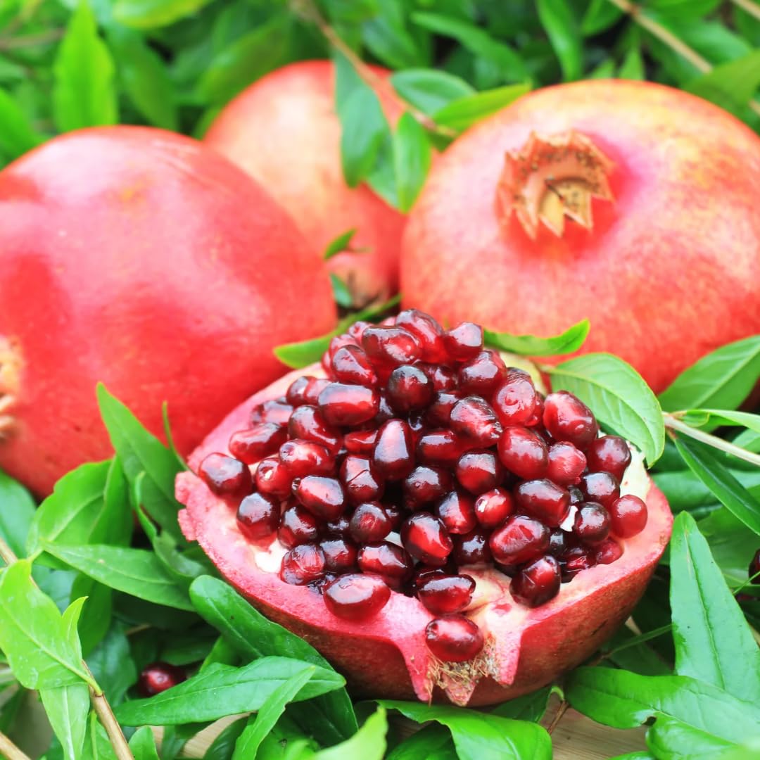 2 Fast-Growing Pomegranate Trees Live Plants, Cold Hardy, Spring Planting, Starter Size from 4 to 8 Inc, Sweet Fruit Tropical Plant