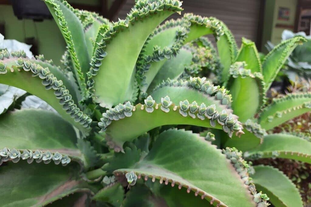 5 Seedling with Roots of Mexican Hat Plant, Kalanchoe, Mother of Thousands-Kalanchoe Daigremontiana-Mexican Hat Live Plant