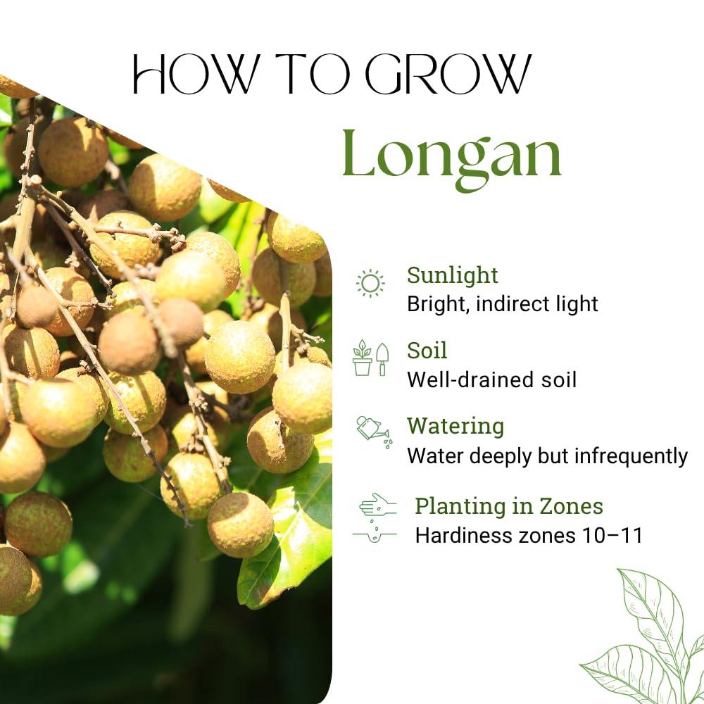 Longan Tree Live Plant, Longan Plant, Well Rooted, 2-3 Feet Tall, Edible Tropical Fruit Plant for Outdoor Planting, No Ship to CA