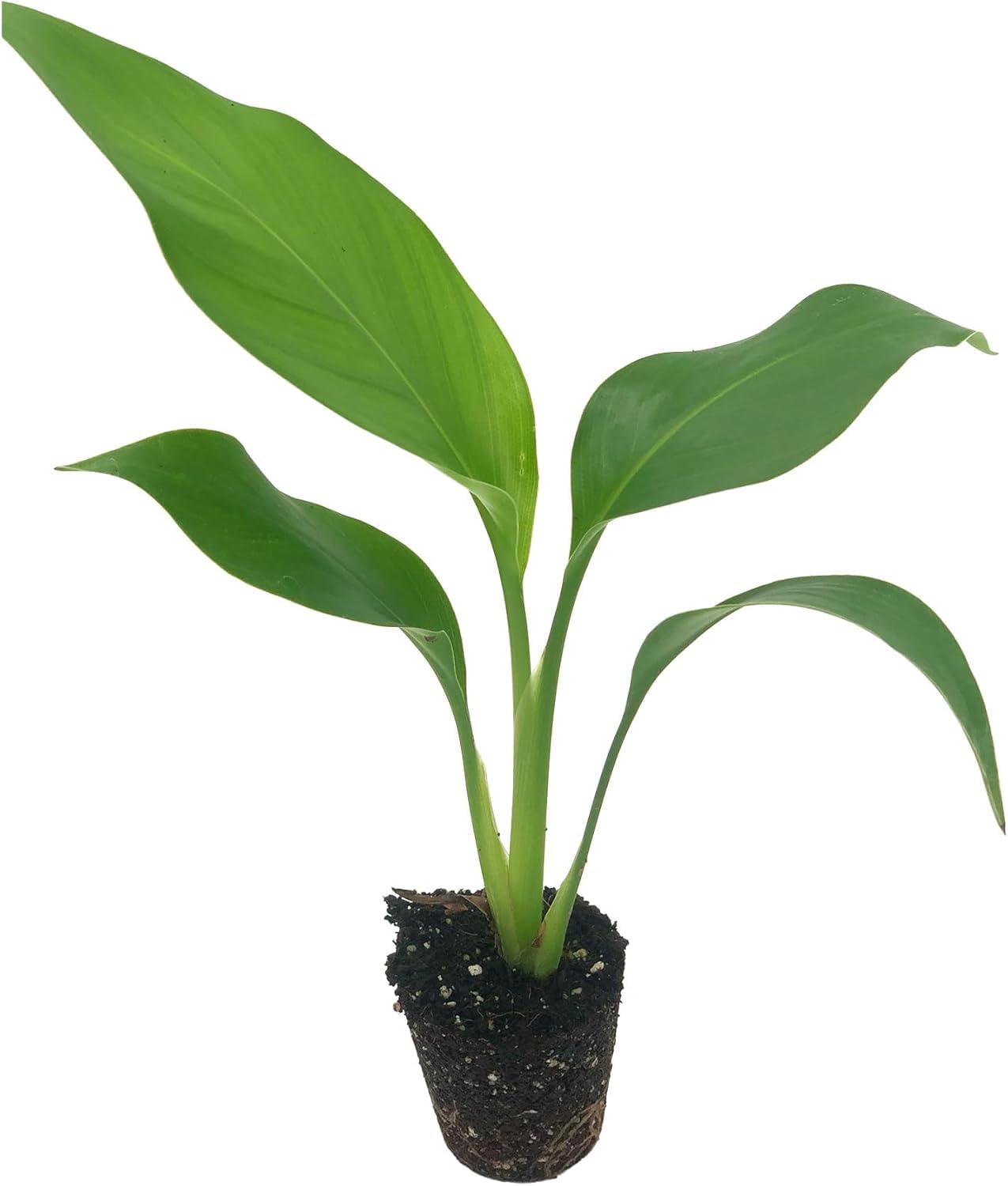 Live Orange & White Birds of Paradise Plant Variety - 'Birds of Paradise' Strelitzia nicolai - ragnaroc Tropical Plant 6-10” Tall - 2ct - Live Arrival Guaranteed - House Plants for Home Decor & Gift