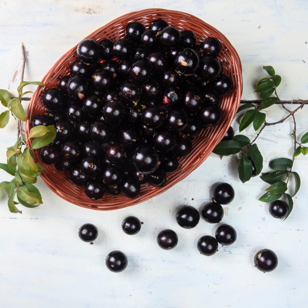 Black Jaboticaba Sabara Live Plant, Jabuticaba Tree in 3 Gallon Container, 2 to 3 Feet Height, Tropical Fruit Plant for Home Garden, No Ship to CA