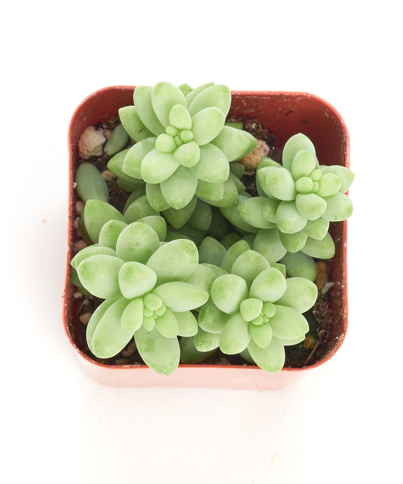 Shop Succulents | String of Succulents Collection | Burrito Sedum/Donkey Tail Live Outdoor/Indoor Hanging Succulent Plant | Fully Rooted in Soil