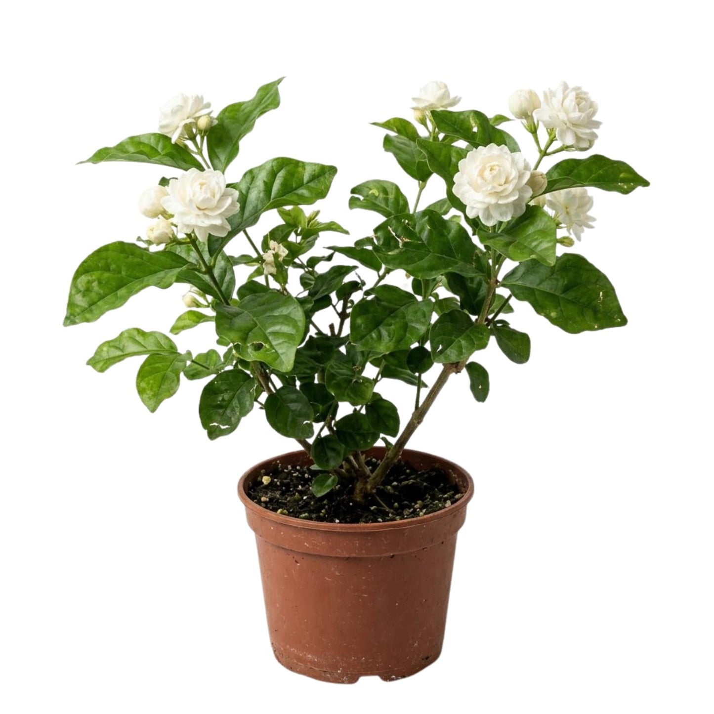 Duke of Tuscany Jasmine Plant 10-14'' Tall in Half Gallon Pot, Fragrant, Hardy Jasmine Flowering Plant for Planting Indoor Outdoor