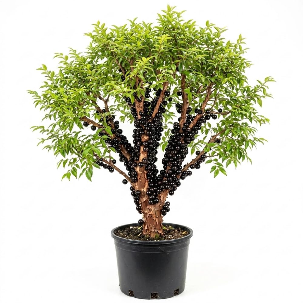 Jaboticaba Live Plant, Black Jabuticaba Tree Plant, Live Brazilian Grapetree 2-3 Feet in 3 Gallon Pot, No Shipping to CA
