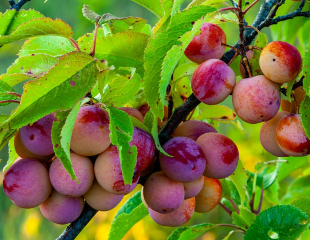 American Plum Tree - 24-36" Tall Live Plant - Wild Plum Shrub - Edible Fruit Bush - Prunus Americana