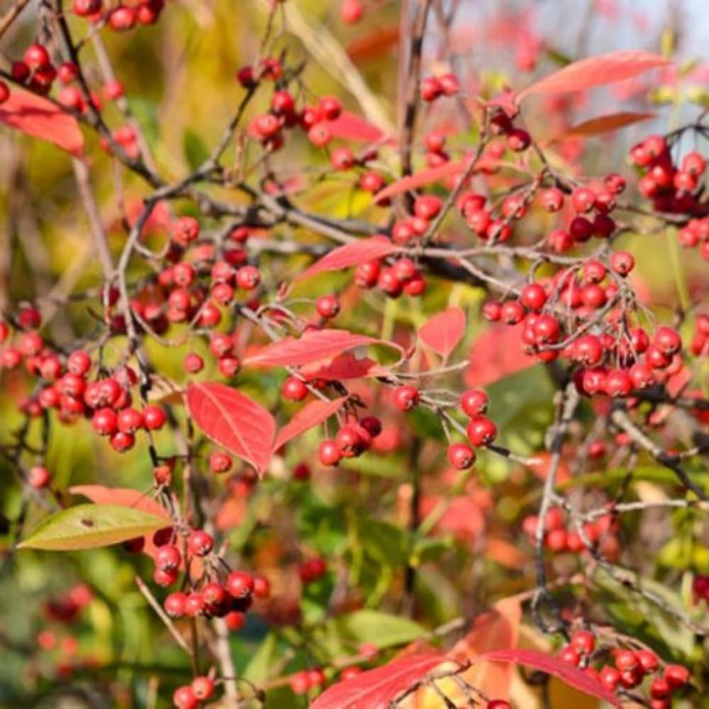 Red Chokeberry Live Plant, 4-7 Inch Tall Potted Aronia Shrub, Hardy Berry Plant for Garden, Landscape, and Container Growing