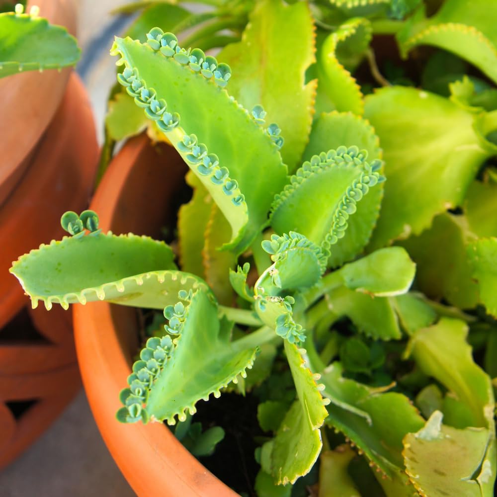 Kalanchoe Mother of Thousands Plant Live, Rare Kalanchoe Succulent Flowering Home Garden, in 2" Pot
