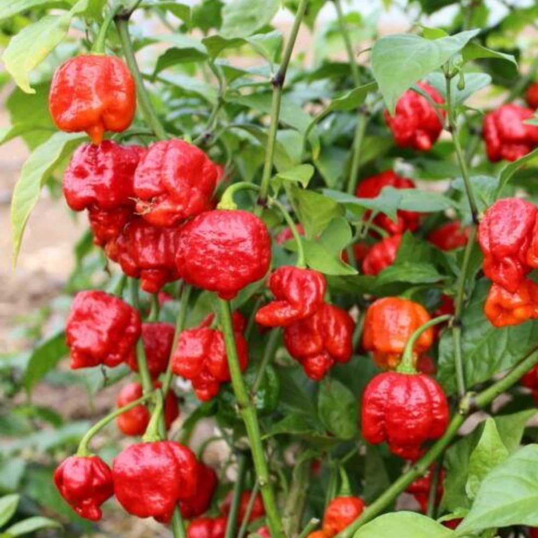 Live Carolina Reaper Pepper Plant in 4 Inch Pot, 4–7 Inch Tall Seedling, Hot Chili Pepper Plant for Garden or Container Growing