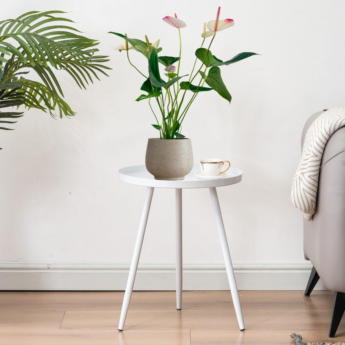 LEAL PLANTS ECUADOR Anthurium Andraeanum White Top Pink Live Plant (Pack of 2) Easy Care, Air-Purifying Indoor Plant for Wellness & Home Decor, Office Desk, Unique Sustainable Gift