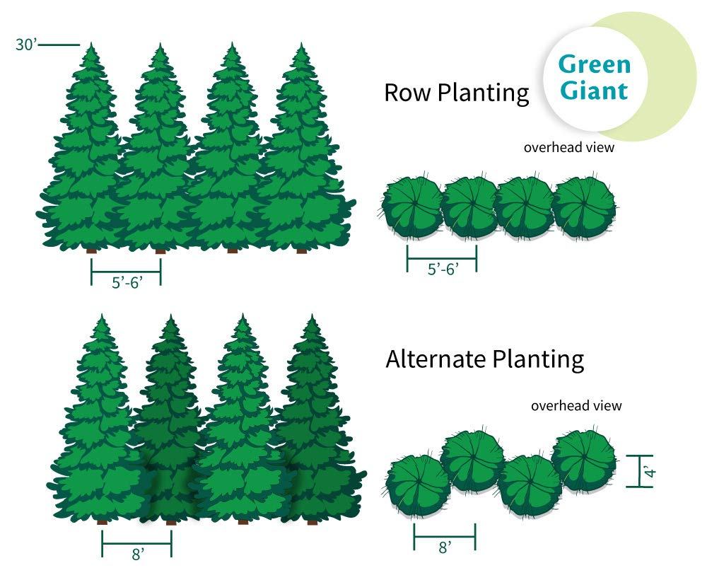 Brighter Blooms - Thuja Green Giant Arborvitae, 1-2 ft. - No Shipping to AK, AZ, HI, OR