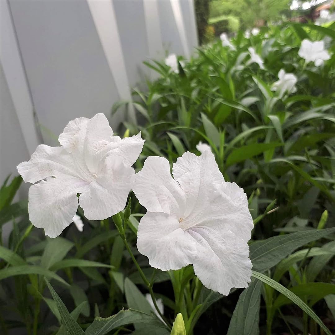 Pack 2 Hardy Mexican Petunia Live Plants - Ruellia Simplex Petunia Plants for Outdoor Gardens - 6 to 8 Inch Tall - Flowering Plants, White