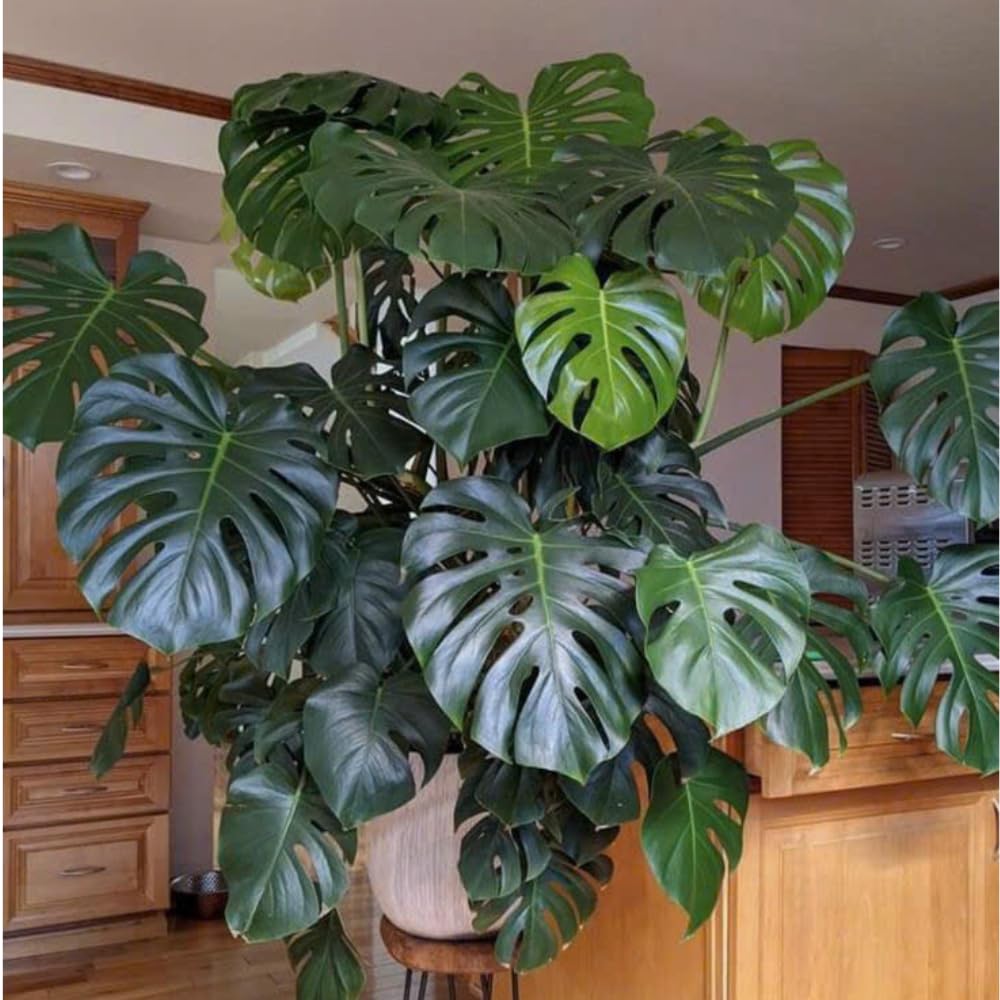 Philodendron Plant Live, Rare Tropical Variegated Live Indoor Houseplant, Starter Plants No Pot, 5-9" in Tall (Monstera Deliciosa)