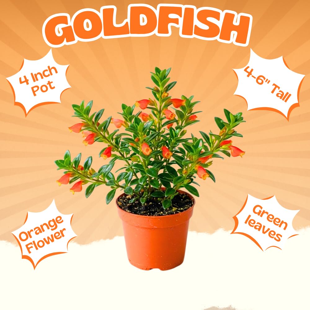 Goldfish Plants Live Houseplants, 4-7 Inches Tall in 4 Inch Pot, Trailing Goldfish Plant Live, Bright Orange Flowers Indoor Plant for Home Decor