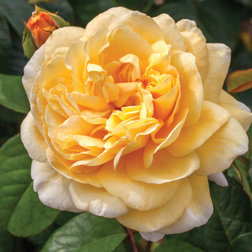 Heirloom Roses Hybrid Tea Rose Bush - Moonlight Romantica® Live Yellow Rose Plant for Outdoor Planting