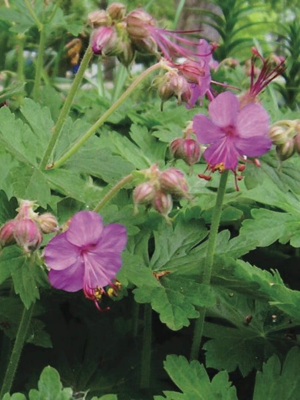 Perennial Farm Marketplace Geranium macrorrhizum 'Bevan's Variety' (Bigroot Geranium) Live Perennial, Size-Quart, Ground Cover, Spring Blooming Magenta Flowers, Zones 4-8