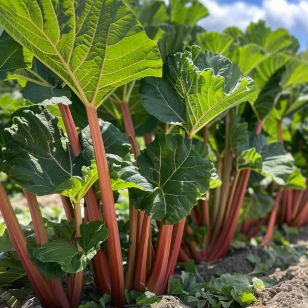 Large Rhubarb Plant Crown for Planting, Victoria Rhubarb Roots, Medium Size 5-6 Inch Crown, Live Perennial Vegetable for Home Gardens