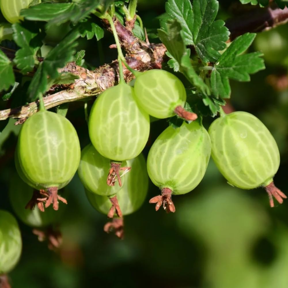 Gooseberry Bush Live Plant Well Rooted, 5-9 Inch Tall, Sweet Gooseberry Plant Live for Planting