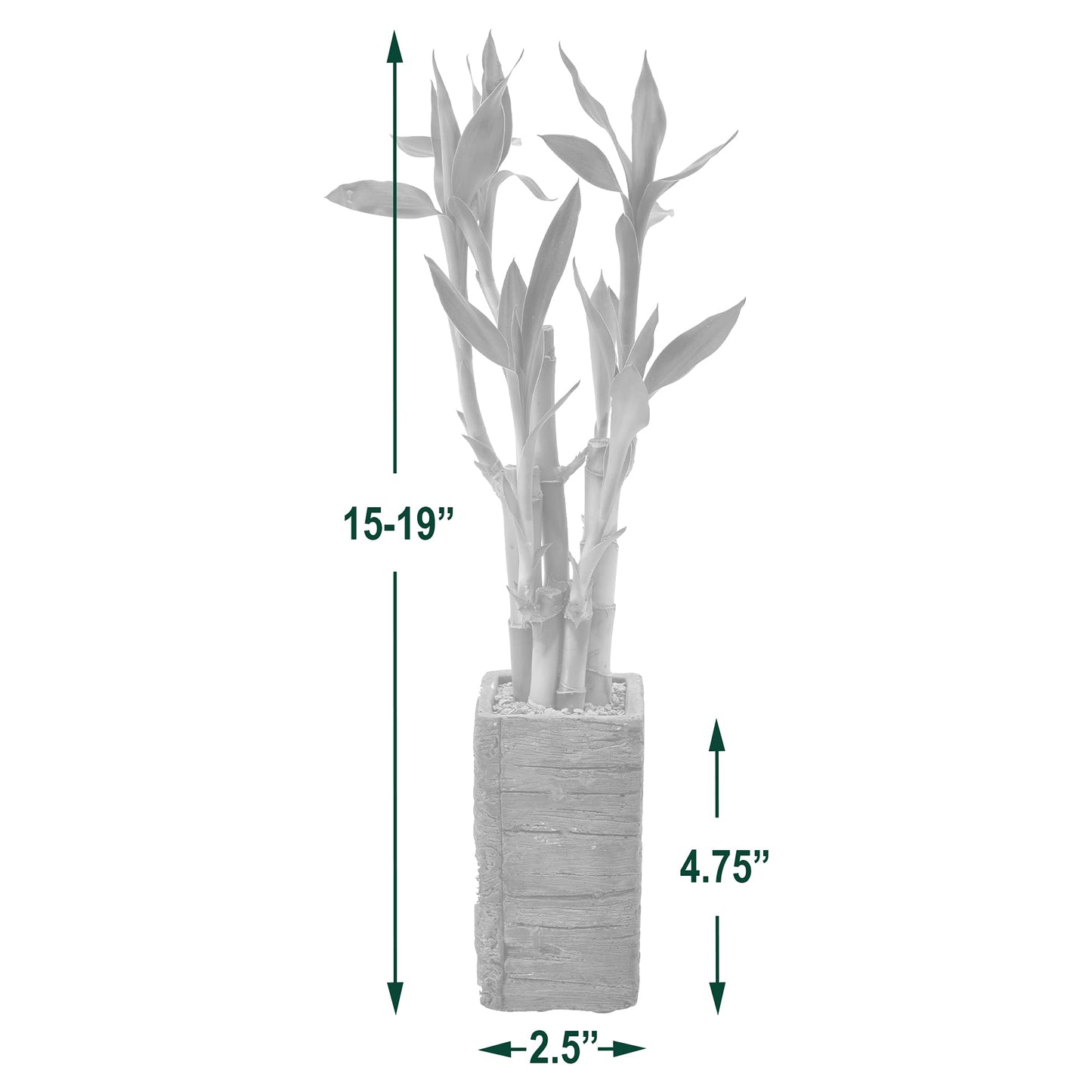 Arcadia Garden Products LV25 5-Stem Lucky Bamboo, Live Indoor Plant in Aged Wood Planter for Home, Work, or Gift, Dark ***Cannot Ship to Hawaii**