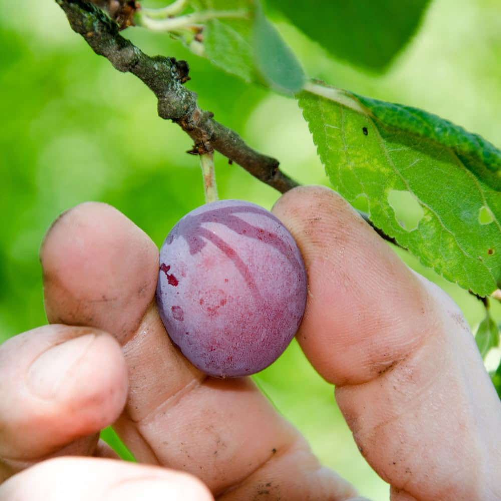 Methley Plum Trees Live Plants, Live Plum Tree in 3 Gal Pot, Large Plant from 3 Feet Tall, Sweet and Juice Fruit for Outdoor Gardening, No Ship to CA