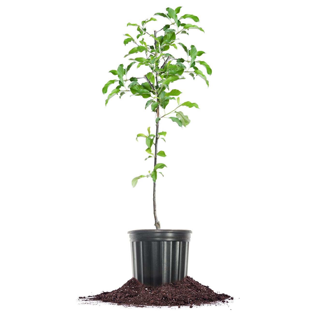 Perfect Plants Granny Smith Apple Tree 4-5ft Tall | Live Fruit Trees for Outdoor Planting | Fresh Apples for Eating, Canning, & Dehydrating | Sweet & Tasty Green Fruits Ripen in Fall