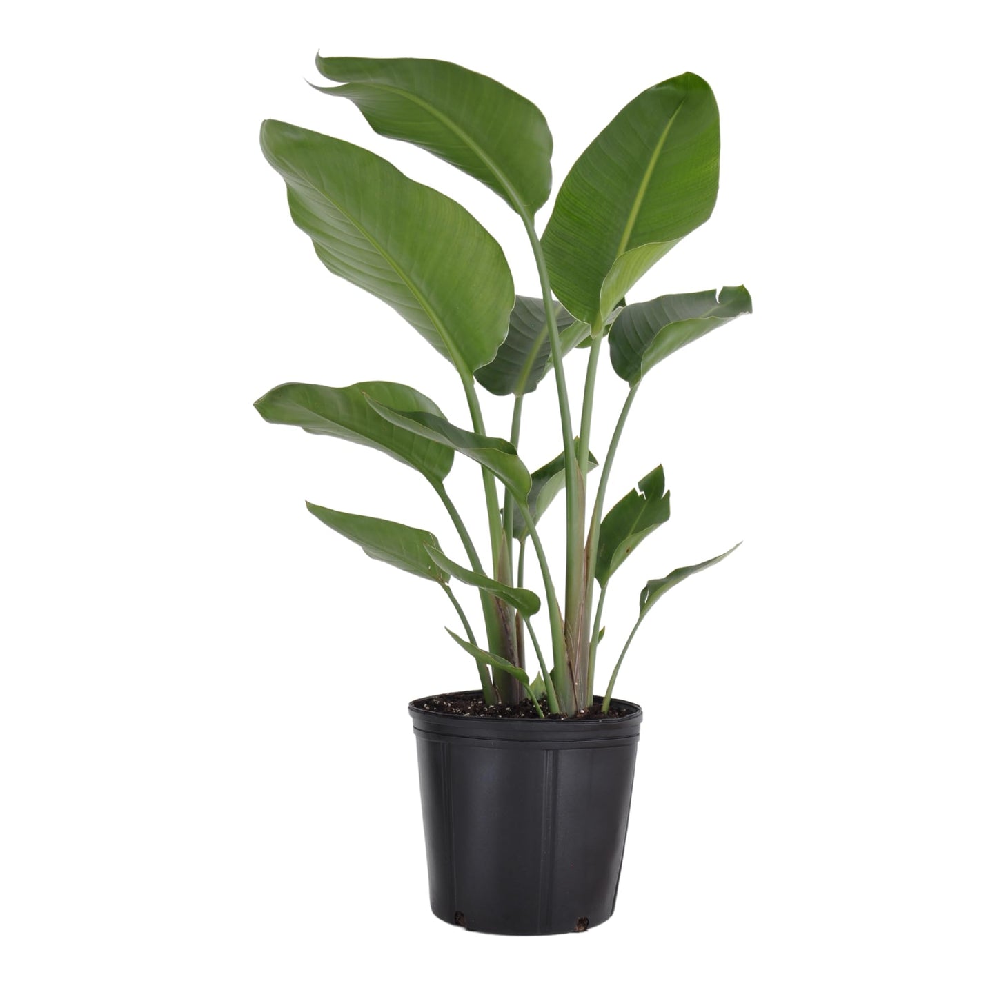 White Bird of Paradise Live Plant by United Nursery, Strelitzia Nicolai 32–36 inches Tall, 10 inch Plant Pot, Large Indoor House Plant for Office, Patio and Home Decor