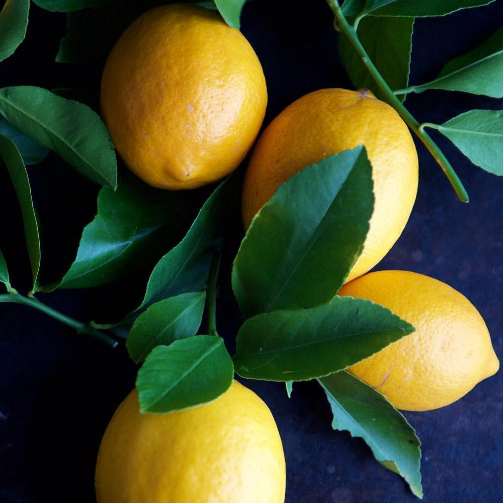 Brighter Blooms - Meyer Lemon Tree, 1-2 ft. - No Shipping to AK, AL, AZ, CA, FL, GA, HI, LA, MS, OR, TX