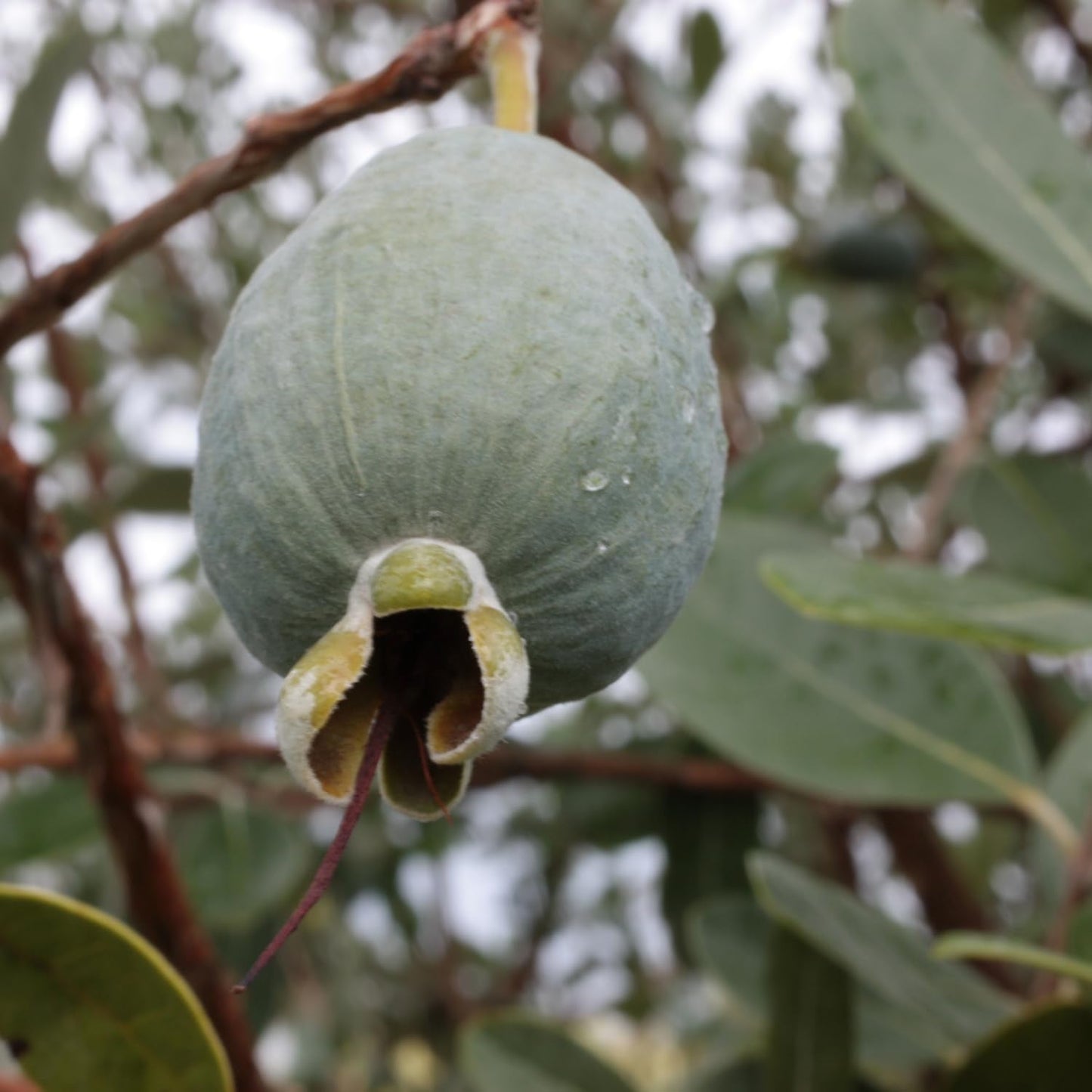 2 Pineapple Guava Trees, Guava Plant Live for Planting Outdoor, Fruit Tree Plant from 5 Inc Long
