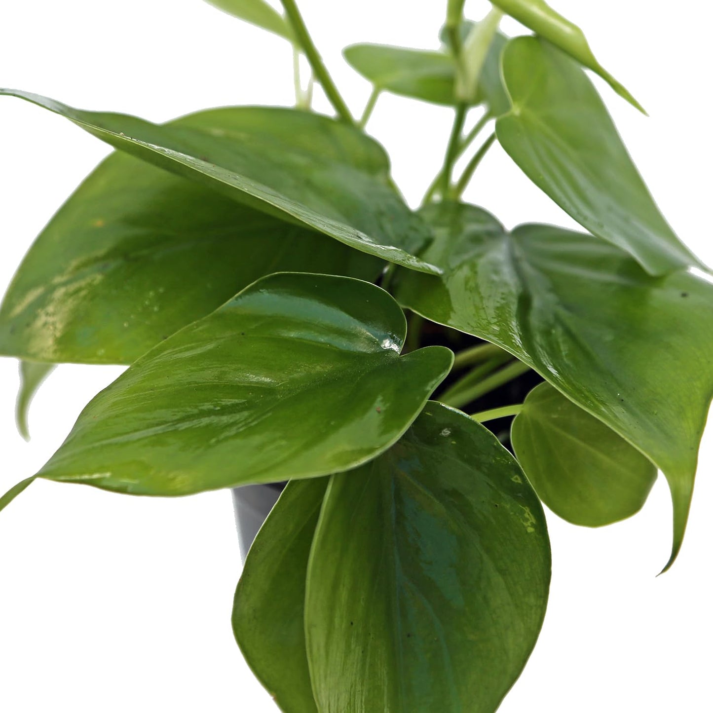 4 Pack Live Heartleaf Green Philodendron, Philodendron Hederaceum, Indoor Potted Vine Houseplant, Christmas Gift, Office Plant, Trailing Gardening Gift, Birthday Gift in 4" Pot