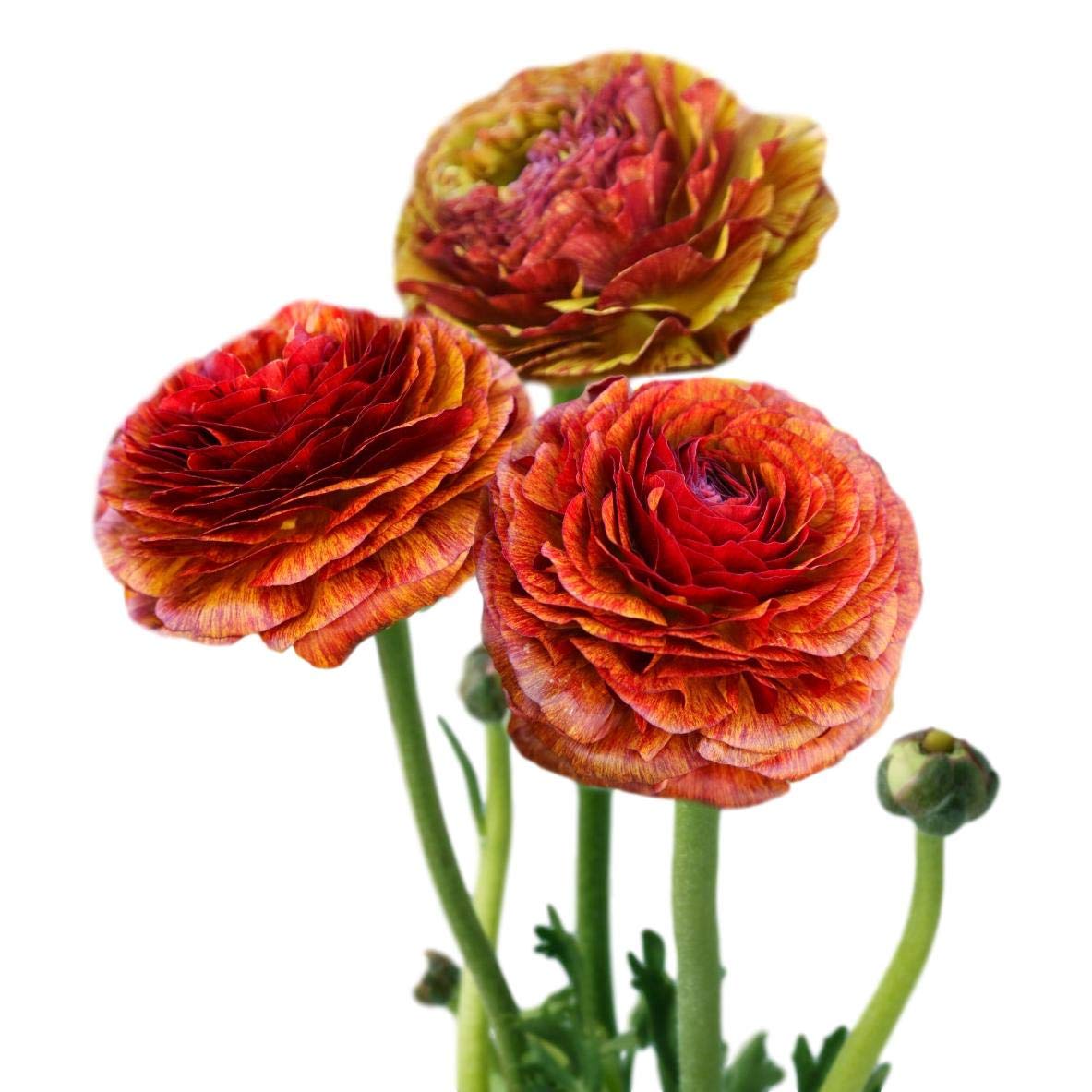Easy to Grow Ranunculus Tecolote Cafe 10 Flower Bulbs - Spring Bronze Red & Yellow Blooms in Sun, Carlsbad Flower Fields, Great for Cutting