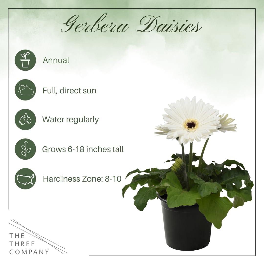 Live Flowering Gerbera Daisies - Grower's Choice Assorted Colors (3 Plants Per Pack) - Beautiful Spring Flowers - 12" Tall by 5" Wide in 1 Qt Pot