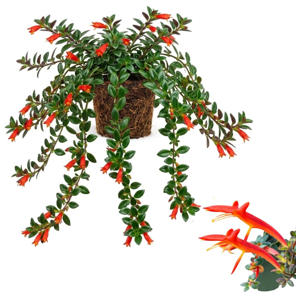 Traling Golden Fish Plant Live, 4-6 Inch Tall, Columnea Goldfish Plant with Long Foliage for Hanging Baskets or Indoor Display