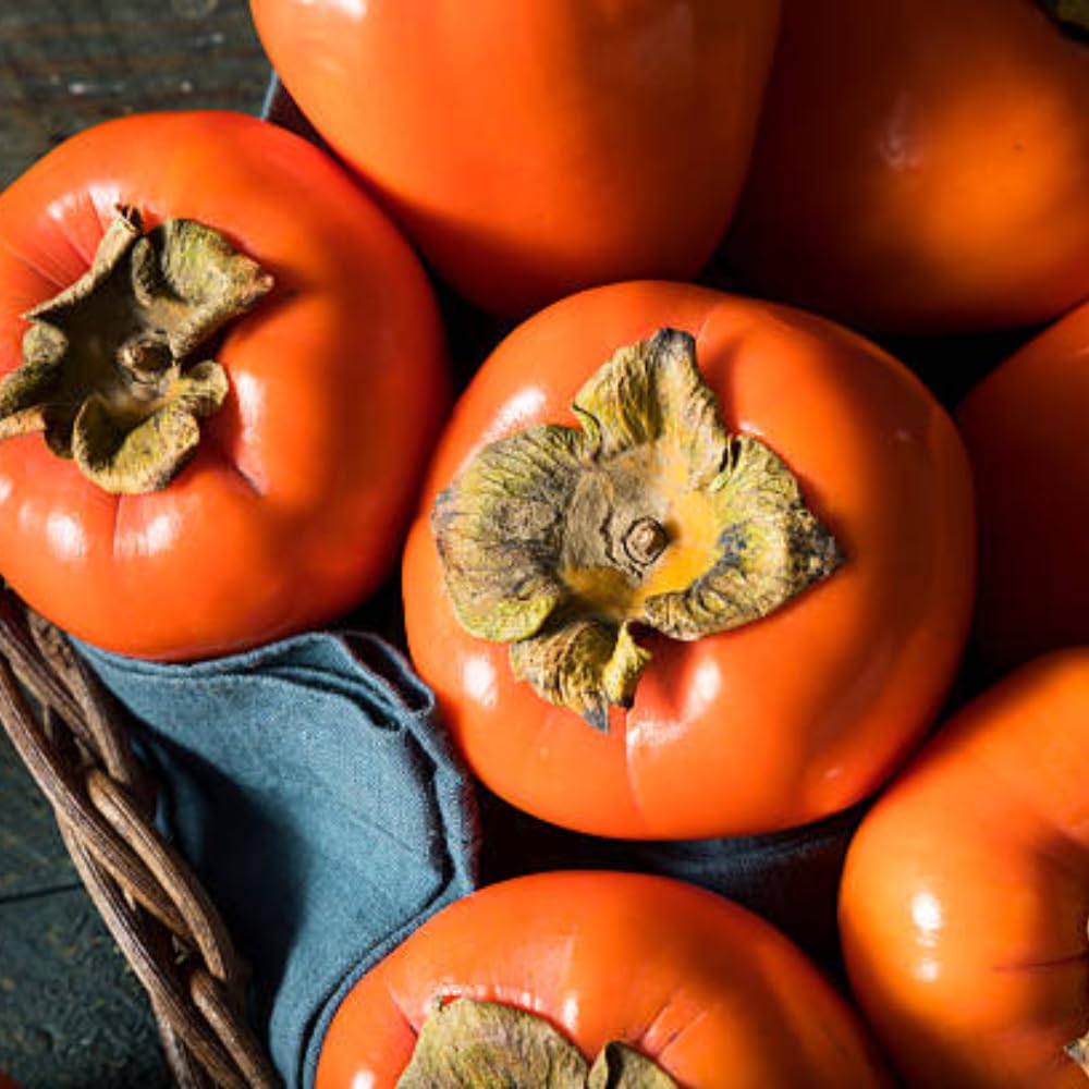 (No Ship to CA) 4 Persimmon Tree Live Plants | 1-2ft Bare Root Seedlings | Low Maintenance Nut and Fruit Tree Alternative & Well-Rooted | Dormant Plant