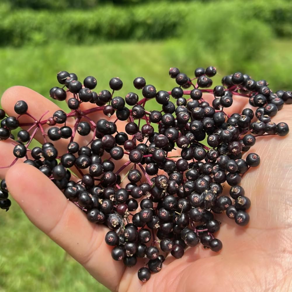 Elderberry Tree Live Plant, Hardy Elderberry Fruit-Bearing Shrub for Garden, 1 Year Old Black Elderberries in Quart Pot