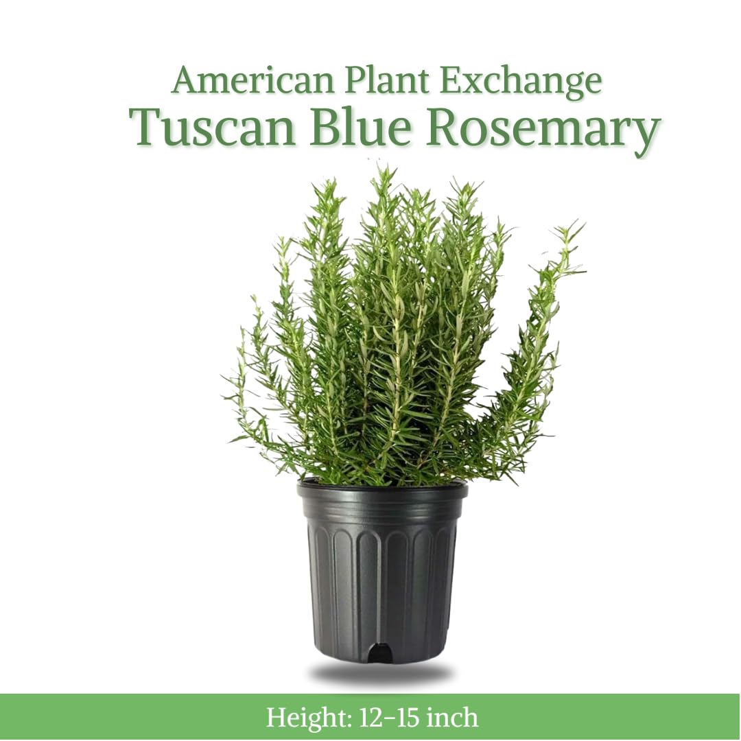 American Plant Exchange Rosemary Herb – Live 6-Inch Potted Edible Plant, Fragrant Evergreen Culinary Herb for Cooking, Indoor Windowsill, Patio Garden & Outdoor Container Landscaping