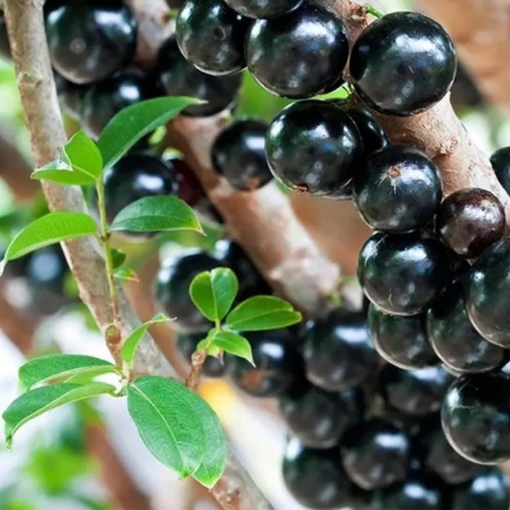 Jaboticaba Fruit Tree Live Plant, Large Size 1 Feet Tall, Jabuticaba Plant Live Great for Home Garden