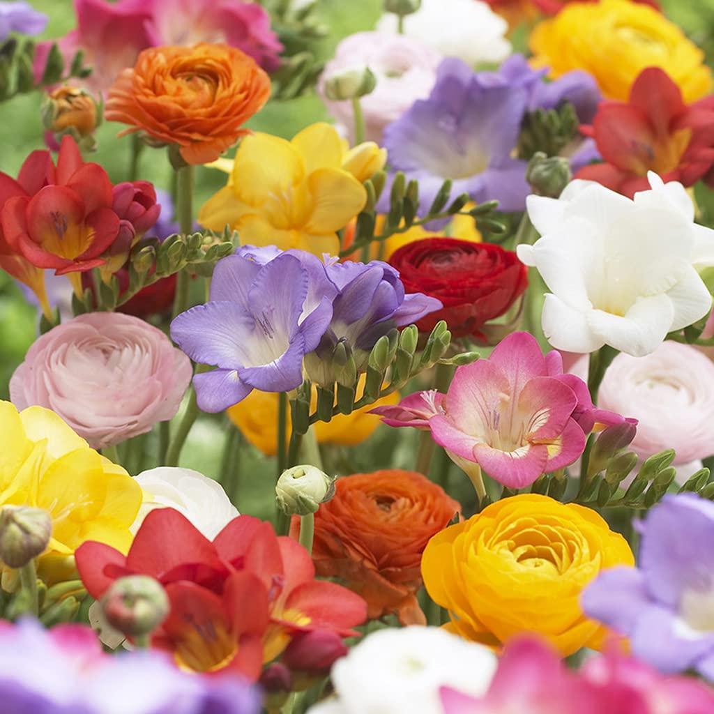 Van Zyverden Grand Freesia & Ranunculus Blend- Set of 25 Bulbs, Mixed