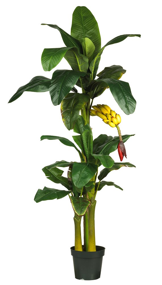 Nearly Natural 5226 6ft. Triple Stalk Banana Silk Tree , Green , 53.25" x 13" x 11.5"