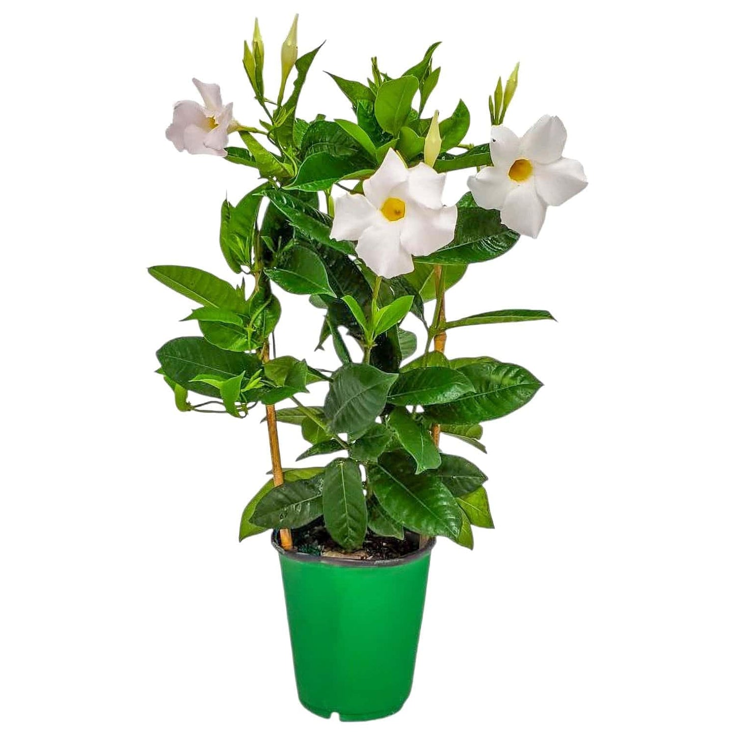 Tropical Plants of Florida White Mandevilla Trellis Live Plant - 1 Gallon 18 to 20 Inch Tall Tropical Flowering Vine Hoop Support Indoor Outdoor Patio Plant