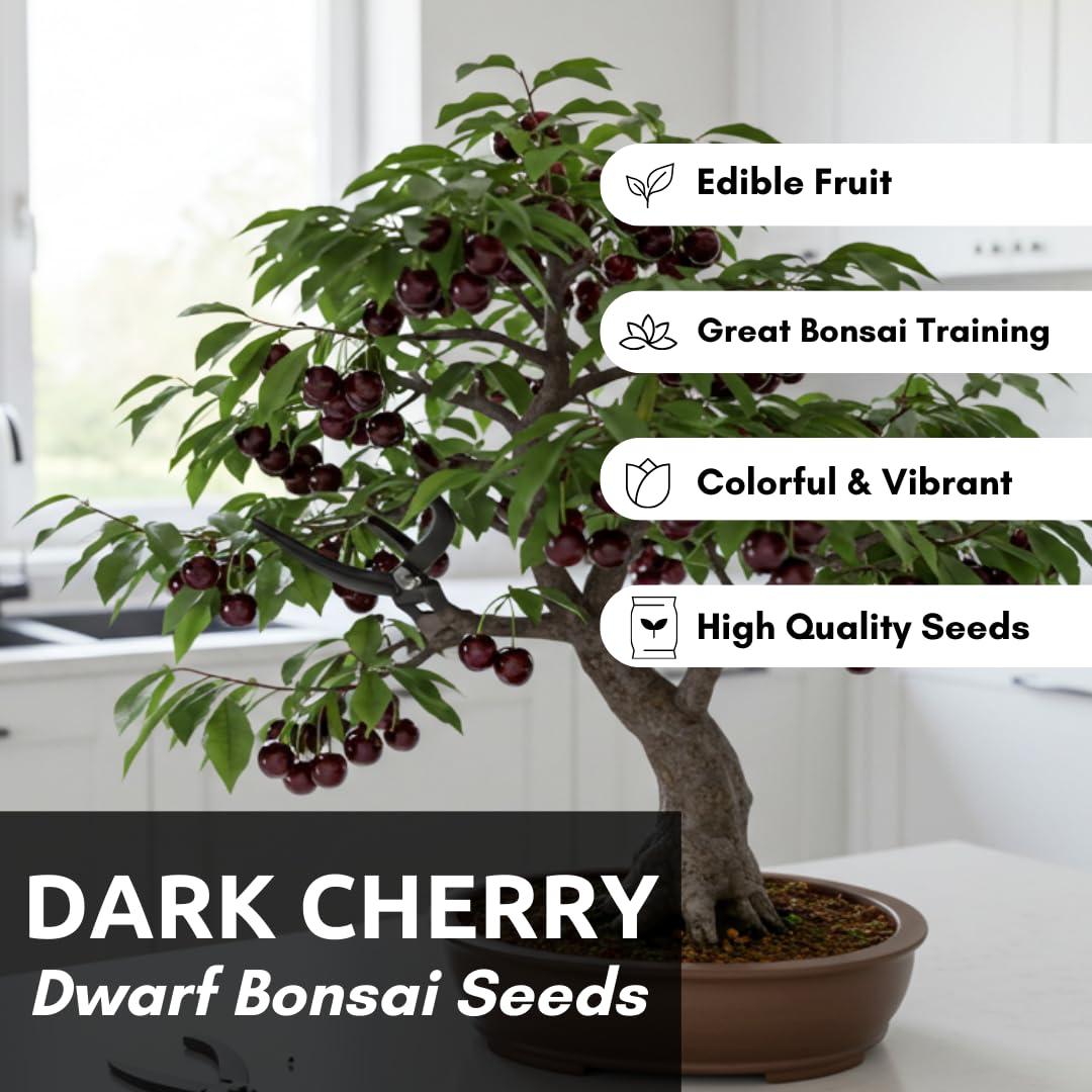 Dwarf Bonsai Black Cherry Fruit Tree Live Plant Seedling - Prunus serotina, Great for Home and Garden Yards Planting Dormant Seedling