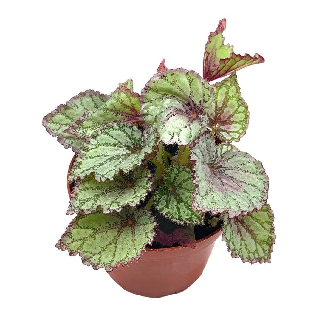 BubbleBlooms Peace Begonia Rex, 4 inch