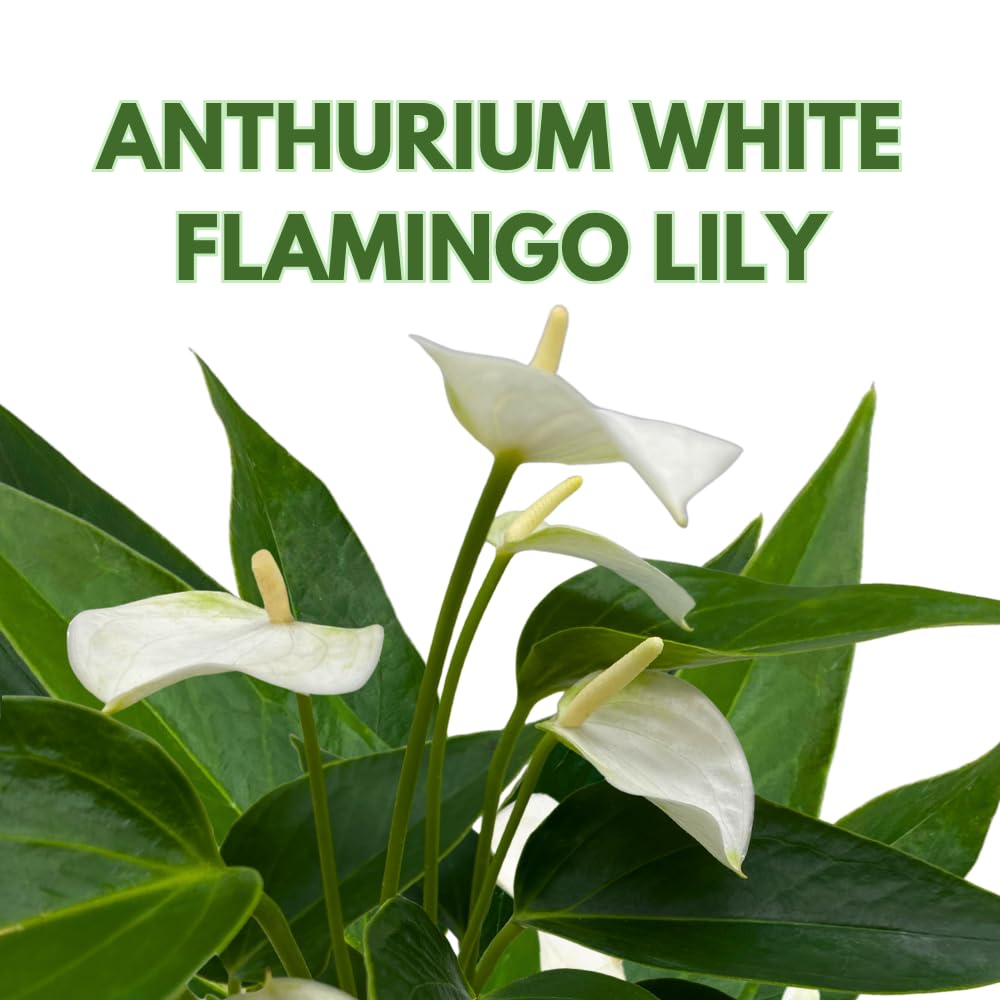 BubbleBlooms Anthurium White Flowering in a 4 inch Pot