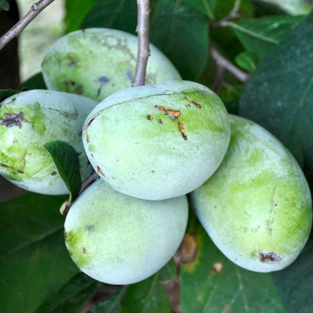 Pawpaw Tree Live Plant, in Quart Pot, Cold Hardy Paw Paw Plant Live for Outdoor Planting, 6-15 Inch Tall, Pawpaw Fruit Tree