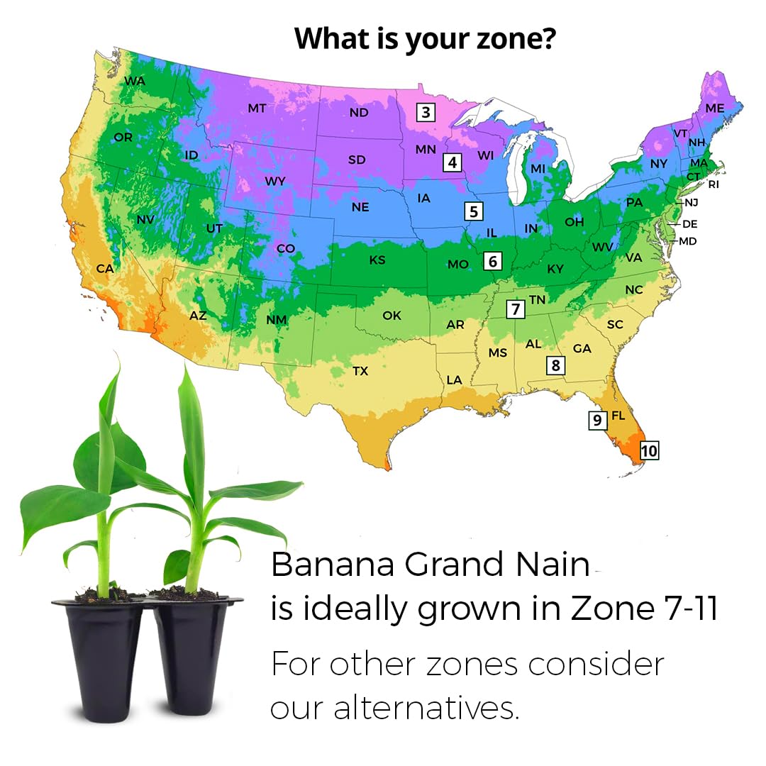Banana Trees Grand Nain (4 Pack) | Easy to Grow Banana Plants | Edible Fruit Live Plant for Sustainable Living | Grow Your own Food on Your Edible Organic Garden| Live for Planting|