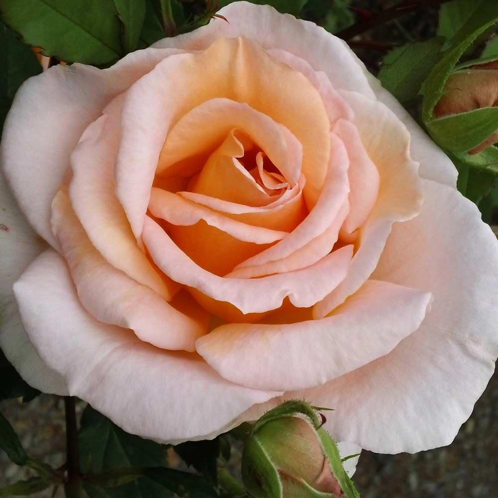 Heirloom Roses Fragrant Rose Bush - Desirée™ Live Potted Orange Rose Plant for Outdoor Planting