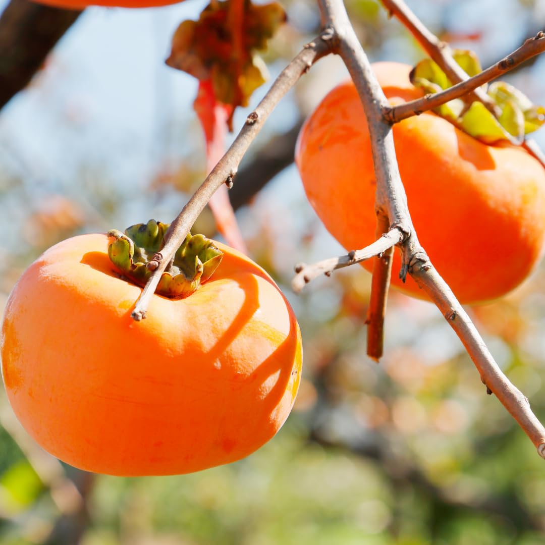 2 Bare Root American Persimmon Trees Live Plants, Dormant Seedlings 1-2 Feet Tall, Cold Hardy Fruit Trees for Planting, Zones 4-9