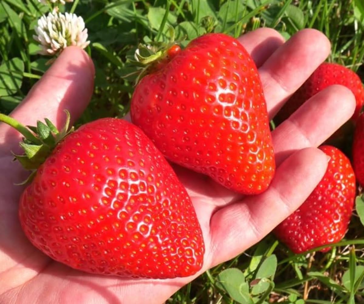 BigBloom Strawberry Plants - Grow Giant Strawberries - Bare Root Plants (30 Plants)