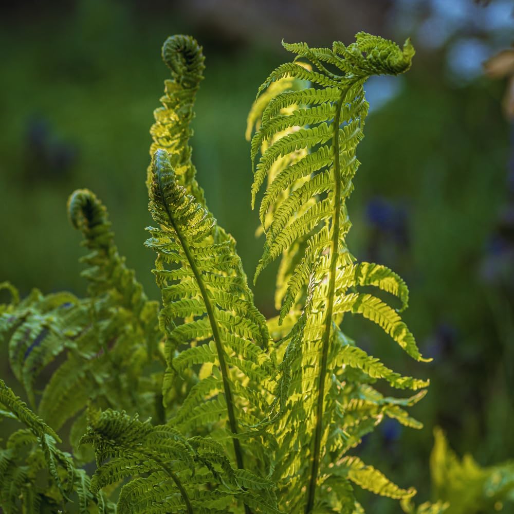 5 Fern Rhizomes, Ostrich Fern Plants Live, Live Fern Plants, Fern Ground Cover Plants Live, Fern Live Plants, 5 Roots