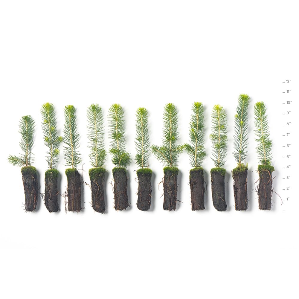 Norway Spruce Tree Seedlings Plugs | 6"-12" | Arbor Day Foundation (10-Pack)